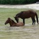 99- Le bain des chevaux 